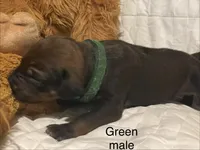 Green, a male Rhodesian Ridgeback for sale in Crystal Falls, MI – 1 of 3