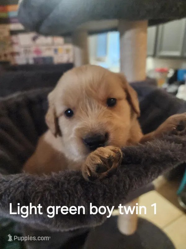 Light green boy twin 1 – Golden Retriever puppy for sale in Magalia, CA