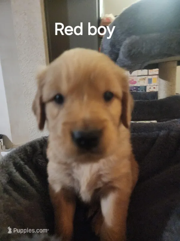 Red boy  – Golden Retriever puppy for sale in Magalia, CA