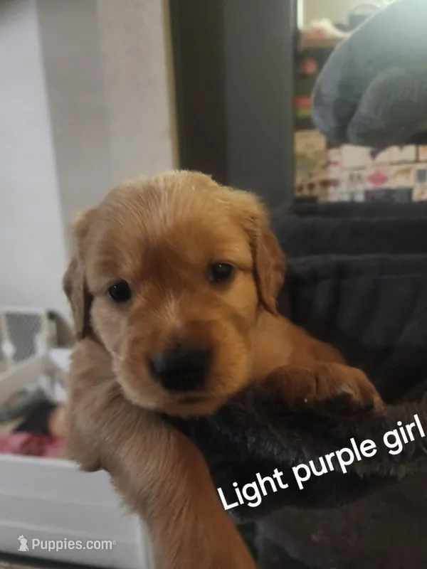 Light purple girl. – Golden Retriever puppy for sale in Magalia, CA