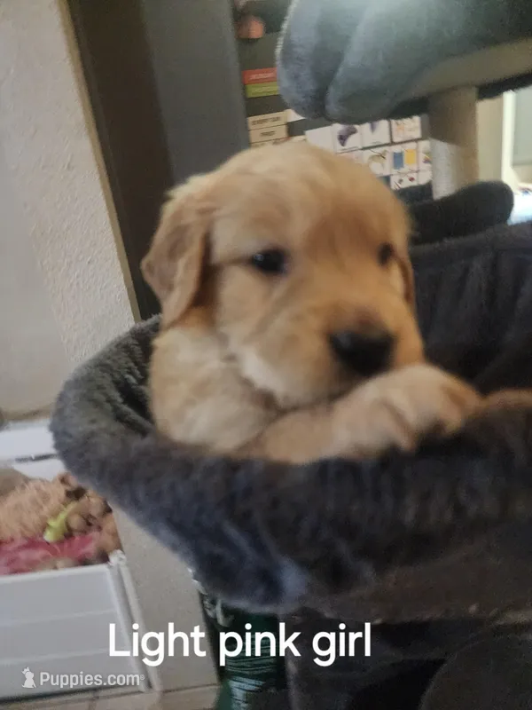 Light pink girl – Golden Retriever puppy for sale in Magalia, CA