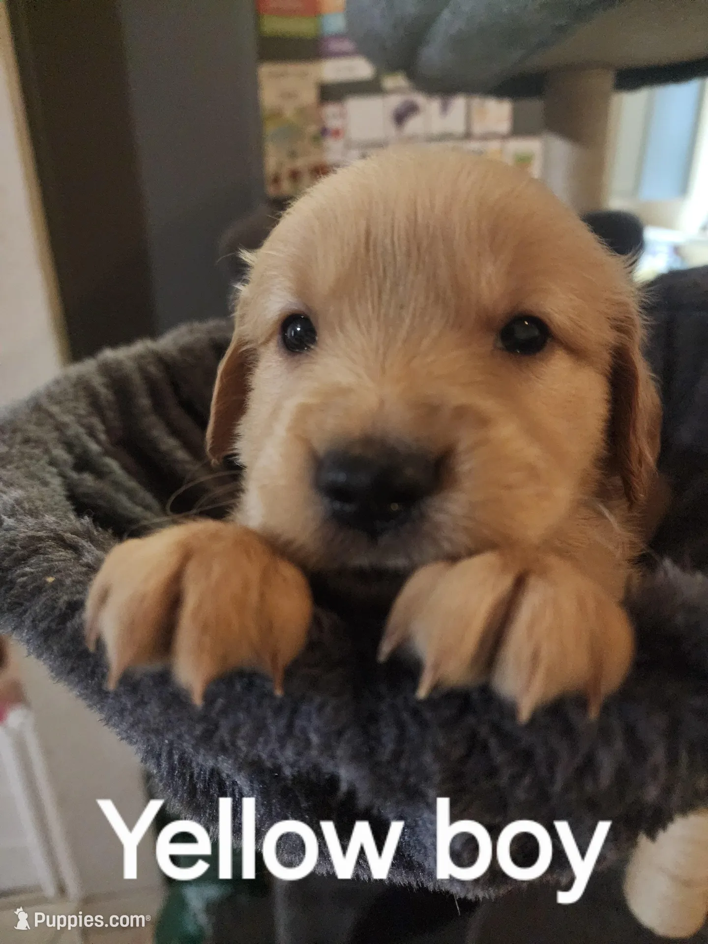 Yellow boy – Golden Retriever puppy for sale in Magalia, CA