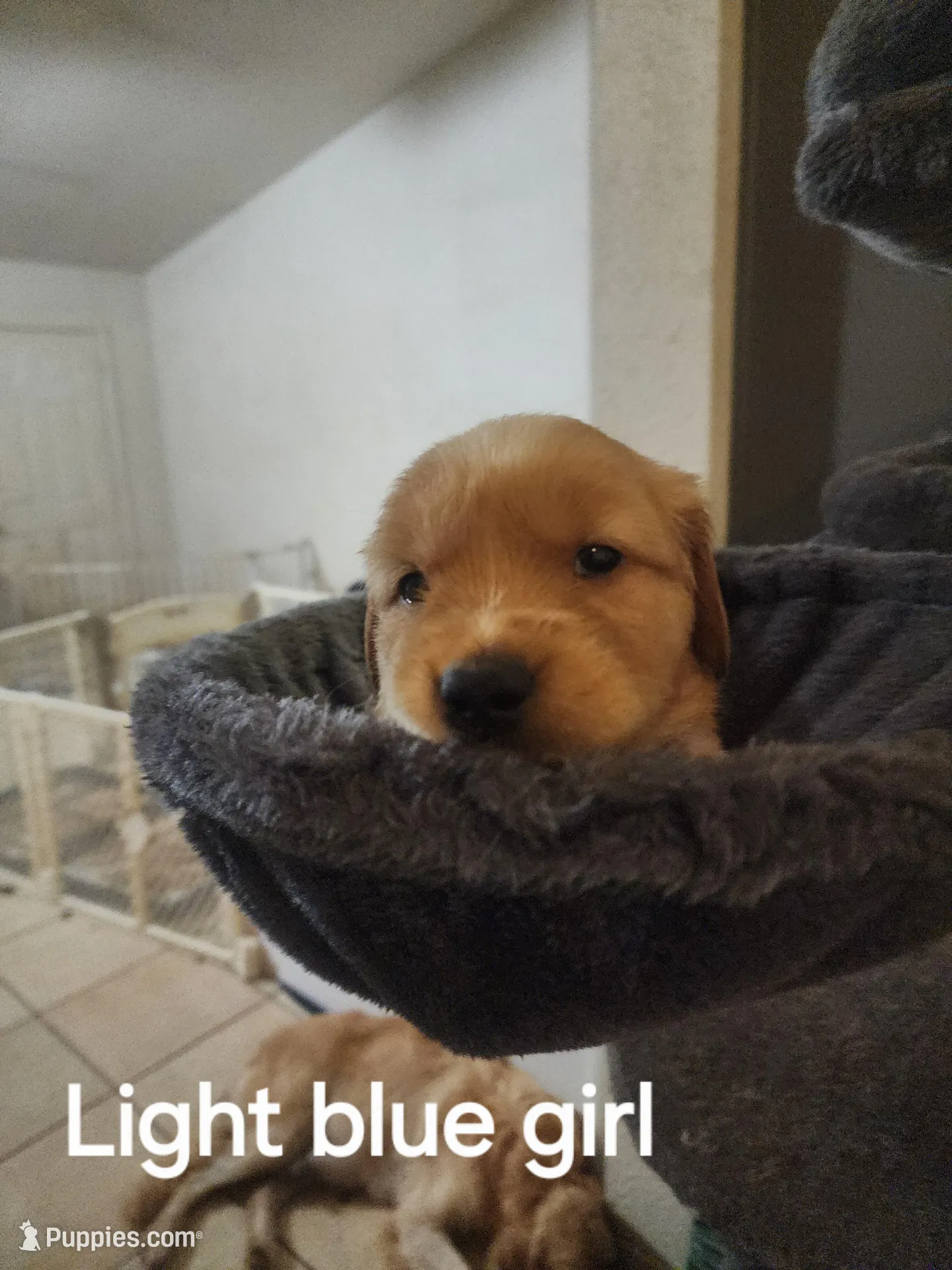 Light blue girl – Golden Retriever puppy for sale in Magalia, CA