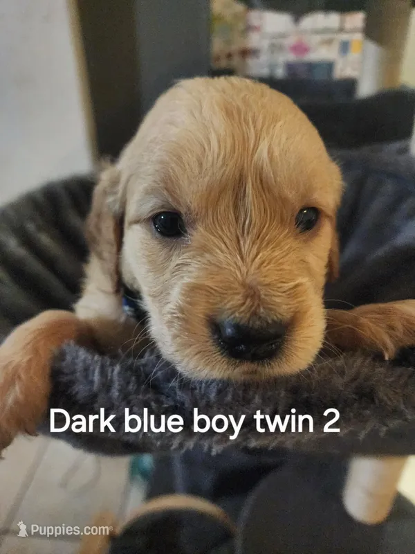 Dark blue boy twin 2 – Golden Retriever puppy for sale in Magalia, CA