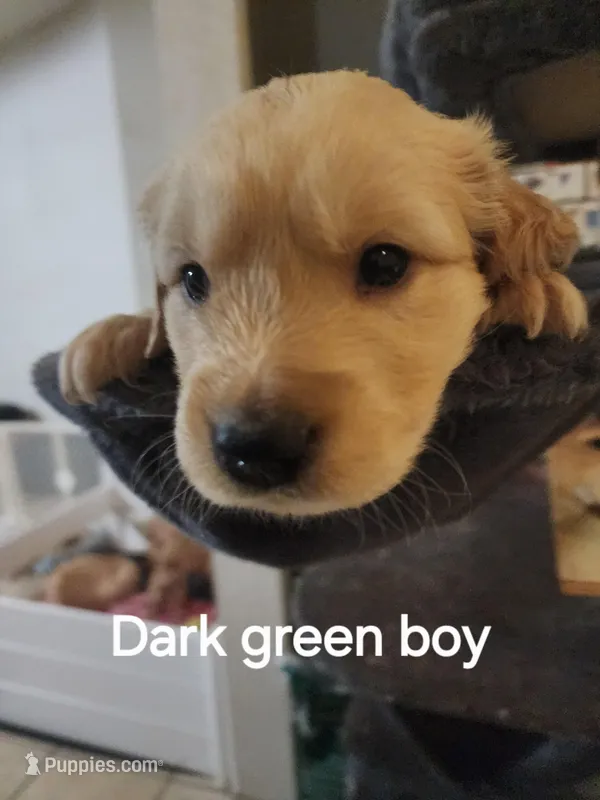 Dark green boy – Golden Retriever puppy for sale in Magalia, CA