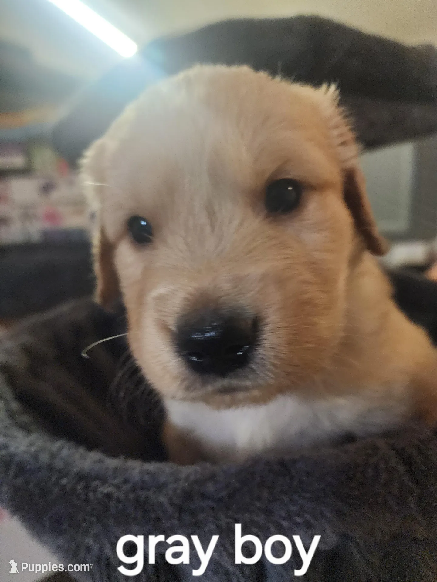 Gray boy – Golden Retriever puppy for sale in Magalia, CA
