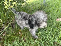Petite Merle - Cavapoo, a male Cavapoo for sale in Boynton Beach, FL – 2 of 10