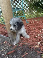 Merle Cavapoo , a male Cavapoo for sale in Boynton Beach, FL – 4 of 4
