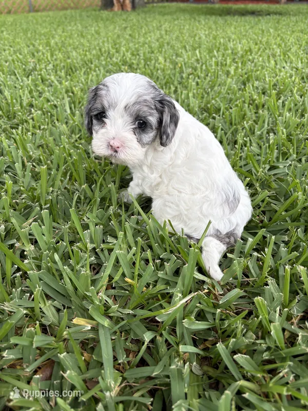 Velvie - Parti Merle  – Cavapoo, Poodle - Miniature  puppy for sale in Boynton Beach, FL