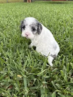 Velvie - Parti Merle , a female Cavapoo for sale in Boynton Beach, FL – 5 of 7