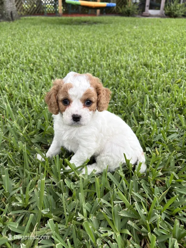 Peaches - Parti Cavapoo – Cavapoo, Poodle - Toy  puppy for sale in Boynton Beach, FL