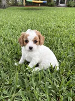 Peaches - Parti Cavapoo, a female Cavapoo and Poodle - Toy  for sale in Boynton Beach, FL – 1 of 6