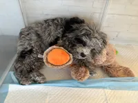 Merle Cavapoo , a male Cavapoo and Poodle - Toy  for sale in Boynton Beach, FL – 3 of 7