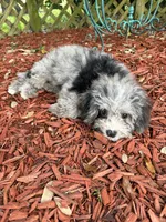 Merle Cavapoo , a male Cavapoo for sale in Boynton Beach, FL – 3 of 4