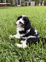 Moo Moo - Cavapoo, a male Cavapoo and Poodle - Toy  for sale in Boynton Beach, FL – 5 of 9