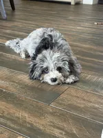 Merle Cavapoo , a male Cavapoo and Poodle - Toy  for sale in Boynton Beach, FL – 2 of 7