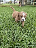 Ruby - Cavapoo, a female Cavapoo and Poodle - Toy  for sale in Boynton Beach, FL – 8 of 8
