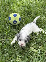 Velvie - Parti Merle , a female Cavapoo for sale in Boynton Beach, FL – 3 of 7