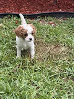Peaches - Parti Cavapoo, a female Cavapoo and Poodle - Toy  for sale in Boynton Beach, FL – 4 of 6