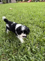 Moo Moo - Cavapoo, a male Cavapoo and Poodle - Toy  for sale in Boynton Beach, FL – 6 of 9