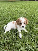 Peaches - Parti Cavapoo, a female Cavapoo and Poodle - Toy  for sale in Boynton Beach, FL – 2 of 6