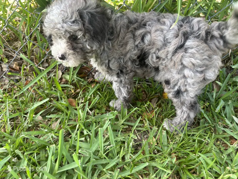 Petite Merle - Cavapoo – Cavapoo puppy for sale in Boynton Beach, FL