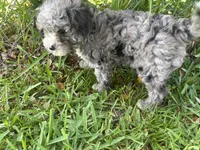 Petite Merle - Cavapoo, a male Cavapoo for sale in Boynton Beach, FL – 1 of 10