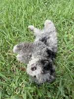 Blue Merle Cavapoo Petite , a male Cavapoo for sale in Boynton Beach, FL – 2 of 10
