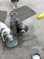 Merle Cavapoo , a male Cavapoo for sale in Boynton Beach, FL – 2 of 4