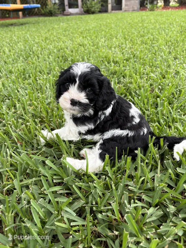 Moo Moo - Cavapoo – Cavapoo, Poodle - Toy  puppy for sale in Boynton Beach, FL
