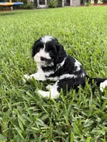 Moo Moo - Cavapoo, a male Cavapoo and Poodle - Toy  for sale in Boynton Beach, FL – 1 of 9