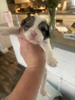 Velvie - Parti Merle , a female Cavapoo and Poodle - Miniature  for sale in Boynton Beach, FL – 4 of 8