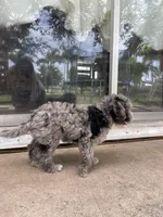 Blue Merle Cavapoo Petite , a male Cavapoo for sale in Boynton Beach, FL – 3 of 10