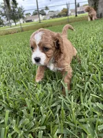 Ruby - Cavapoo, a female Cavapoo and Poodle - Toy  for sale in Boynton Beach, FL – 6 of 8