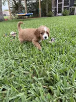 Ruby - Cavapoo, a female Cavapoo and Poodle - Toy  for sale in Boynton Beach, FL – 4 of 8