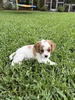 Peaches - Parti Cavapoo, a female Cavapoo and Poodle - Toy  for sale in Boynton Beach, FL – 6 of 6