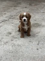 Ruby - Cavapoo, a female Cavapoo and Poodle - Toy  for sale in Boynton Beach, FL – 3 of 8