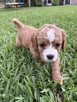 Ruby - Cavapoo, a female Cavapoo and Poodle - Toy  for sale in Boynton Beach, FL – 1 of 8