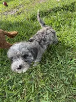 Petite Merle - Cavapoo, a male Cavapoo for sale in Boynton Beach, FL – 10 of 10