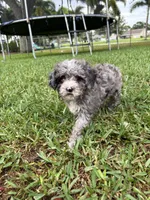 Petite Merle - Cavapoo, a male Cavapoo for sale in Boynton Beach, FL – 6 of 10