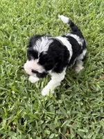 Moo Moo - Cavapoo, a male Cavapoo and Poodle - Toy  for sale in Boynton Beach, FL – 9 of 9