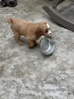Ruby - Cavapoo, a female Cavapoo and Poodle - Toy  for sale in Boynton Beach, FL – 7 of 8