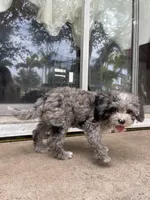 Blue Merle Cavapoo Petite , a male Cavapoo for sale in Boynton Beach, FL – 9 of 10