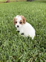 Peaches - Parti Cavapoo, a female Cavapoo and Poodle - Toy  for sale in Boynton Beach, FL – 5 of 6