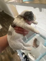 Velvie - Parti Merle , a female Cavapoo and Poodle - Miniature  for sale in Boynton Beach, FL – 5 of 8