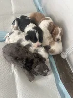 Velvie - Parti Merle , a female Cavapoo and Poodle - Miniature  for sale in Boynton Beach, FL – 8 of 8