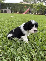 Moo Moo - Cavapoo, a male Cavapoo and Poodle - Toy  for sale in Boynton Beach, FL – 3 of 9