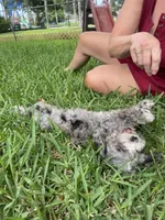 Blue Merle Cavapoo Petite , a male Cavapoo for sale in Boynton Beach, FL – 8 of 10