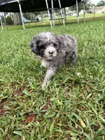 Petite Merle - Cavapoo, a male Cavapoo for sale in Boynton Beach, FL – 8 of 10