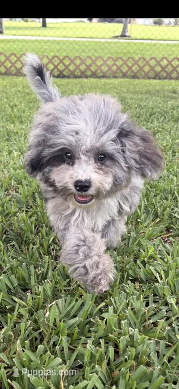 Merle Cavapoo  – Cavapoo, Poodle - Toy  puppy for sale in Boynton Beach, FL